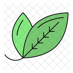 Bay leaf  Icon