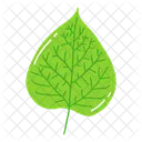 Leaf Ash Leaf Beech Leaf Icon