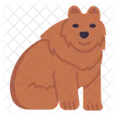 Animal Wild Bear Icon