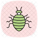 Bedbug Insect Pest Icon
