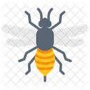 Bee Honey Bee Insect Icon
