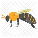 Bee Insect Honey Bee Icon