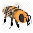 Bee  Icon