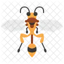 Bee  Icône
