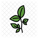 Beech Leaf Tree Icon