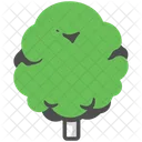 Beech  Icon