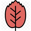 Beech leaf  Icon