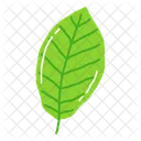 Leaf Ash Leaf Beech Leaf Icon