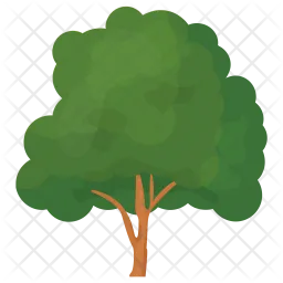 Beech Tree  Icon