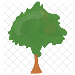 Beech Tree  Icon