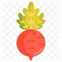 사탕무 야채 건강식품 아이콘