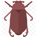 Beetle  Icon