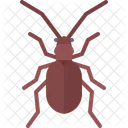 Beetle Bug Insect Icon