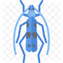 Beetle  Icon