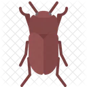 Beetle  Icon