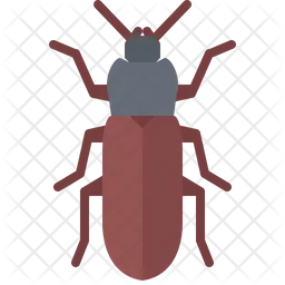 Beetle  Icon