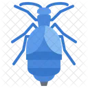 Beetle  Icon