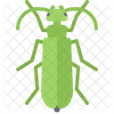 Beetle  Icon