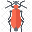 Beetle  Icon