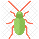 Beetle  Icon