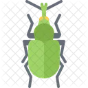 Beetle  Icon