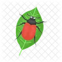 Ladybug Beetle Bug Icon