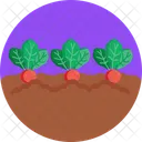 Beetroot  Icon