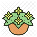 Begonia Garden Plant Icon