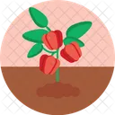 Bio Food And Agriculture Bell Pepper Vegetable Icon