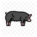 Berkshire Pig Breed Icon