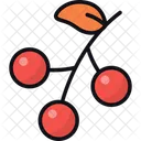 Berries  Icon