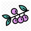 Berries  Icon