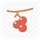 Berry Food Fruit Icon