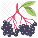 Fruit Vegan Berry Icon