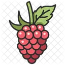 Berry  Icon