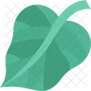 Betel Leaf Herbal Icon