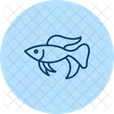 Betta Fish Betta Fish Icon