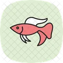 Betta Fish Betta Fish Icon