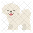 Bichon Frise Dog Puppy Icon