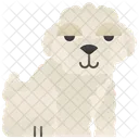 Bichon  Ícone