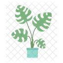 Big leaves monstera indoor houseplant  Icon