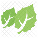 Bigtooth Aspen Leaves  Icon