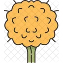 Billy Buttons Flower Icon