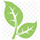 Bipartite Leaf  Icon