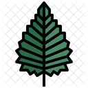 Birch  Icon