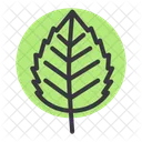 Birch Nature Leaf Icon