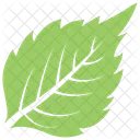 Birch Leaf  Icon