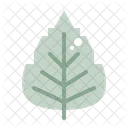 Birch Leaf Plant Icon