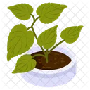 자작나무 식물  아이콘
