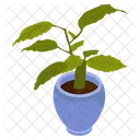 Birch Pot  Icon